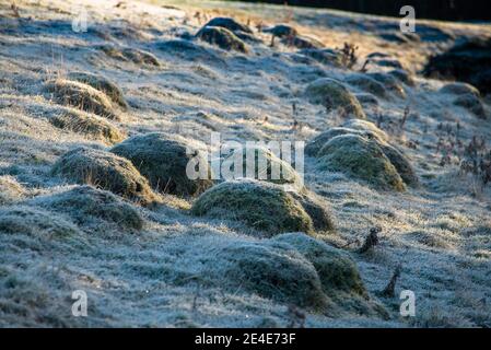 The home of ants UK Foto Stock
