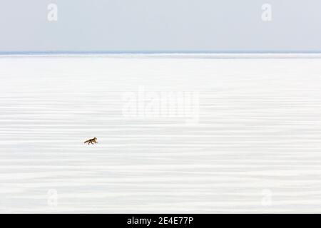 Volpe rossa nella neve bianca. Inverno freddo con volpe di pelliccia d'arancia. Animale da caccia nel prato innevato, Giappone. Bel cappotto arancione animale in natura. Foto Stock