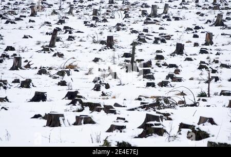 23 gennaio 2021, Renania-Palatinato, Börfink: Dal paesaggio innevato del Parco Nazionale di Hunsrück-Hochwald sporgono ceppi di alberi abbattuto. Foto: Harald Tittel/dpa Foto Stock