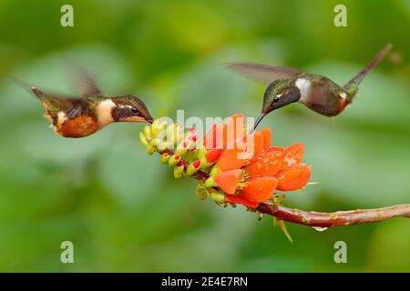 Due colibrì con fiore rosa, in volo. Volo di Woodstar dalla gola viola, Calliphlox mitchellii, nel fiore fiorito, Colombia, fauna selvatica da Foto Stock