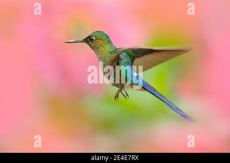 Hummingbird Sylph a coda lunga mangiare nettare da bellissimo fiore rosa in Ecuador. Uccello succhiare nettare da fiore. Scena della fauna selvatica dalla foresta tropicale Foto Stock