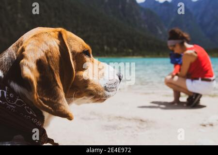 Beagle cercando da qualche parte dopo il bagno nel lago Foto Stock