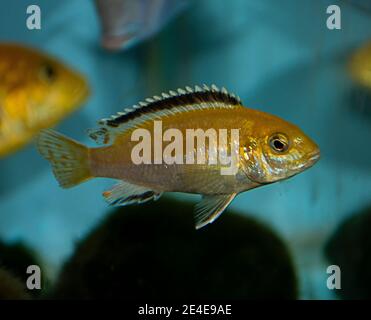 Il Labidocromis caeruleus è un cichlid del lago Malawi nell'Africa orientale. È anche conosciuto come il laboratorio giallo limone, la striscia blu hap, il giallo elettrico Foto Stock