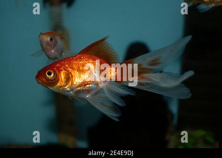 Pesci rossi (carassius auratus) in un acquario d'acqua dolce Foto Stock