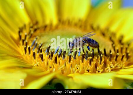 Macro di miele ape (API) che si nuda al girasole Foto Stock