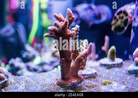 Reef Tank, acquario marino con diversi tipi di coralli Foto Stock