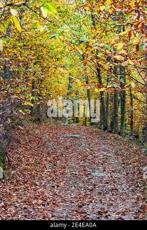 strada piena di foglie in una foresta in autunno Foto Stock