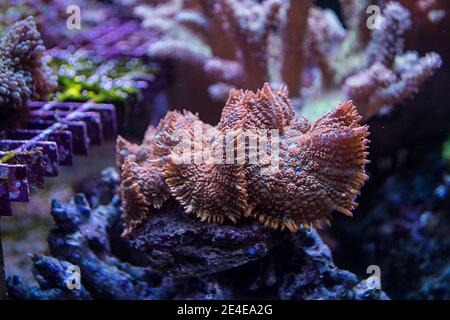 Reef Tank, acquario marino con diversi tipi di coralli Foto Stock