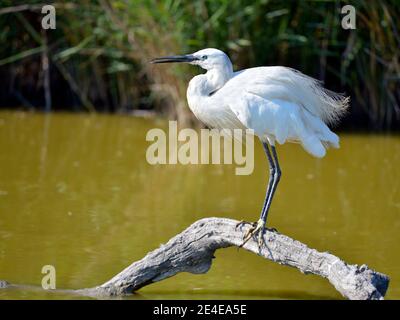 Piccola garzetta bianca (Egretta garzetta) arroccata sul ramo sopra l'acqua di mare nella Camargue è una regione naturale situata a sud di Arles, Francia Foto Stock