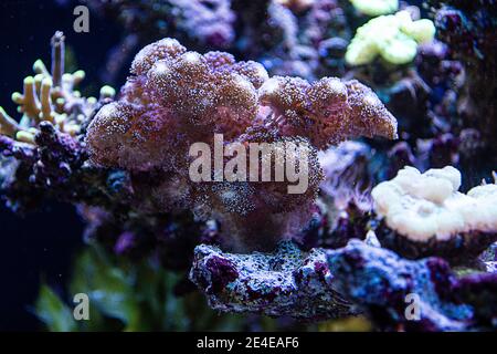 Reef Tank, acquario marino con diversi tipi di coralli Foto Stock