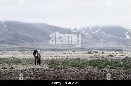 Islanda arido paesaggio con solitario cavallo islandese e montagne in sfondo Foto Stock