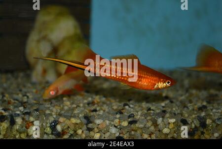 Xiphophorus hellerii (coda di spada) nuoto in acquario tropicale Foto Stock