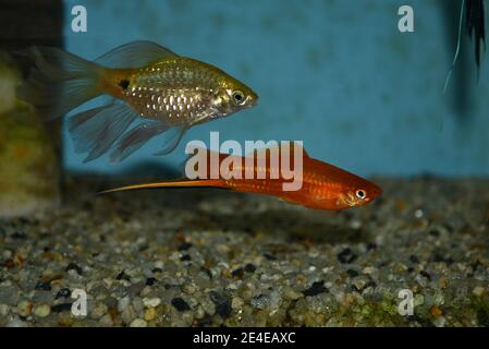 Xiphophorus hellerii (coda di spada) e barb rosato (punzio conchonius) nuoto in acquario tropicale Foto Stock