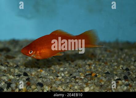 Xiphophorus hellerii (coda di spada) nuoto in acquario tropicale Foto Stock