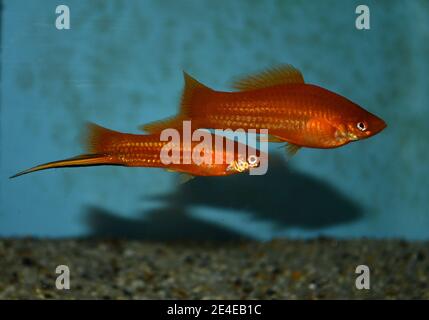 Xiphophorus hellerii (coda di spada) nuoto in acquario tropicale Foto Stock