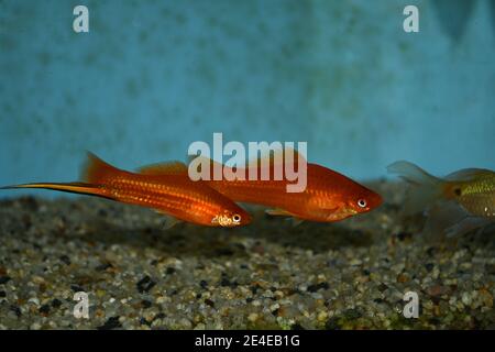 Xiphophorus hellerii (coda di spada) nuoto in acquario tropicale Foto Stock