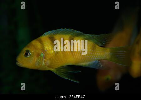 Pesce giallo, cichlid Labidochromis caeruleus nell'acquario tropicale. Foto Stock