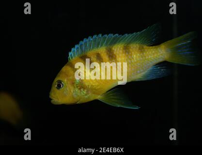 Pesce giallo, cichlid Labidochromis caeruleus nell'acquario tropicale. Foto Stock