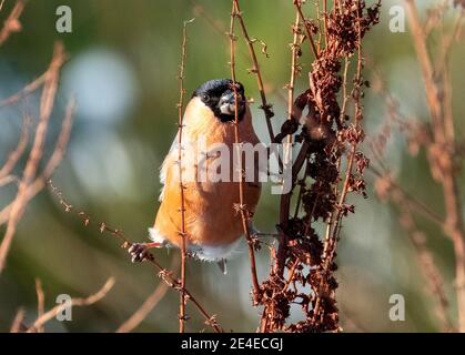 Eurasian Bullfinch (Pyrhula pirrhula) che si nuocccia in inverno, Livingston, West Lothian, Scozia. Foto Stock