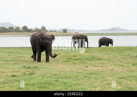 Tre grandi elefanti asiatici che mangiano erba al Parco Nazionale di Minneriya In Sri Lanka Foto Stock