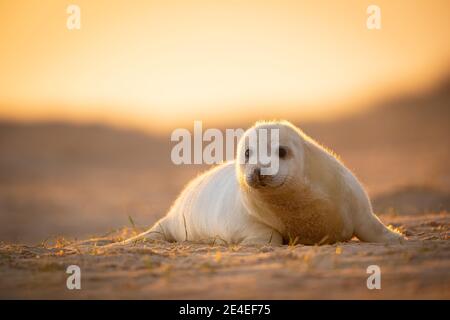 Pup di guarnizione grigio Foto Stock