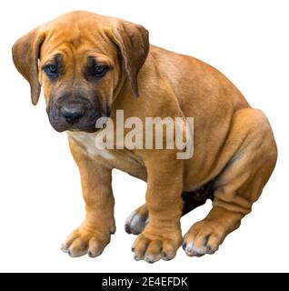 South African Boerboel cucciolo - il gioco fuori in giardino. Foto Stock