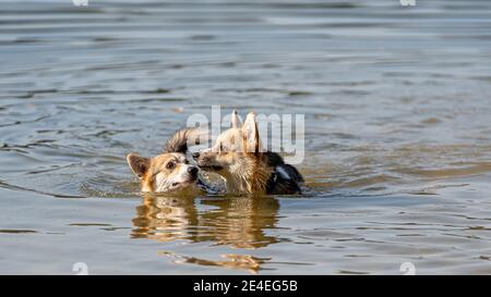 Il cane gallese Corgi Pembroke nuota nel lago e gode una giornata di sole Il cane gallese Corgi Pembroke nuota nel lago e gode una giornata di sole