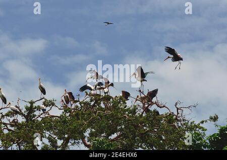 Cicogna gialla, Nimmersatt, Mycteria ibis, Lake Manyara National Park, Lake-Manyara-Nationalpark Foto Stock