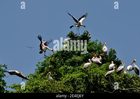 Cicogna gialla, Nimmersatt, Mycteria ibis, Lake Manyara National Park, Lake-Manyara-Nationalpark Foto Stock