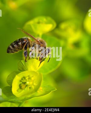 Macro di un'ape che raccoglie nettare su un fiore Foto Stock