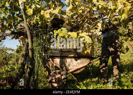 Venezia - Isola di Sant' Erasmo. Vigneti di uva Dorona. L'uva autoctona delle isole della laguna veneta. Foto Stock