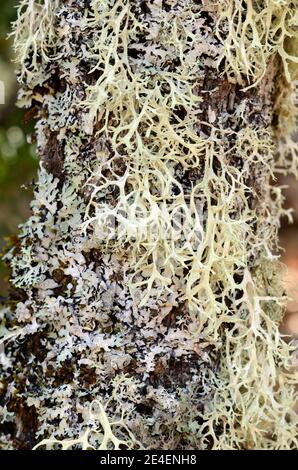 Pseudevernia furfuracea lichen comunemente nota come Moss dell'albero, anche nota come Barba dell'uomo vecchio, Lichen della barba o Moss dell'albero. Utilizzo in Perfume. Foto Stock