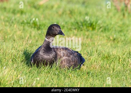 Brent Goose o brent Goose (Branta bernicla), uccello singolo in un campo di erba corta, Cley, Norfolk, Regno Unito, 5 febbraio 2019 Foto Stock