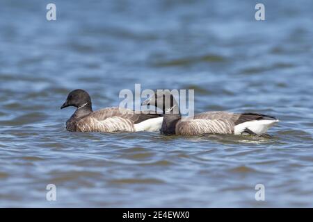 Brent Goose, Titchwell, Norfolk, Regno Unito, 22 maggio 2016 Foto Stock