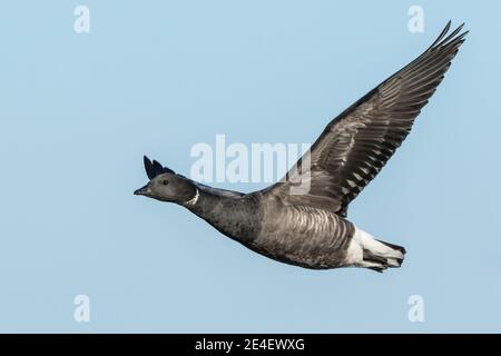 brent goose o brent goose (Branta bernicla) sngle uccello in volo, Norfolk, Regno Unito Foto Stock