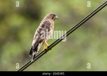 Falco ad ala larga (Buteo platypterus), arroccato sul telegrafo, Paraiso Quetzales, Costa Rica, 1 gennaio 2007 Foto Stock