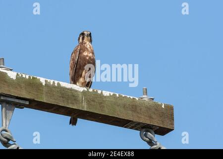 Falcon marrone (Falco berigora), uccello singolo arroccato sul palo del telegrafo, Paluma, Australia, 11 agosto 2007 Foto Stock