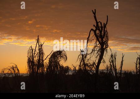 Alberi morti nel lago Nakuru, Rift Valley Lakes, Kenya Foto Stock