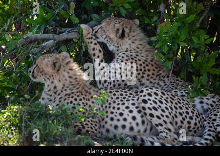 Ghepardo in Masai Mara Game Reserve in Kenya Foto Stock