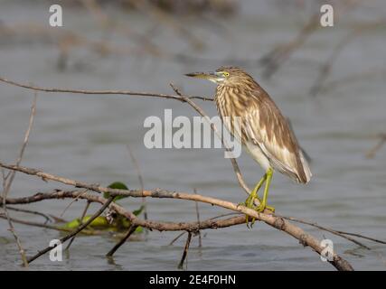 Stagno indiano Heron che perching su un ramo Foto Stock