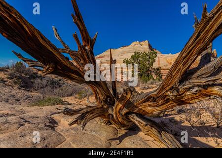 Ginepro intemperato in White Pocket, Vermilion Cliffs National Monument, Arizona, USA Foto Stock