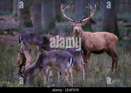 Duelmen, NRW, 23 gennaio 2021. Le stracci di cervo rosso e di daino tengono la compagnia più vicina durante l'inverno freddo. I cervi rossi e i cervi da fieno si riuniscono dove i ranger della foresta hanno fornito radici di barbabietola da zucchero sul terreno per integrare la dieta della mandria durante i freddi mesi invernali. Credit: Imageplotter/Alamy Live News Foto Stock