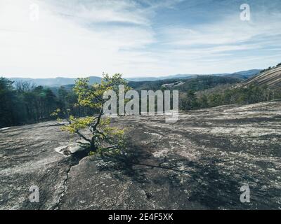 Il pino solitario sopravvive su un pendio roccioso nel parco di Stone Mountain, NC. Foto Stock