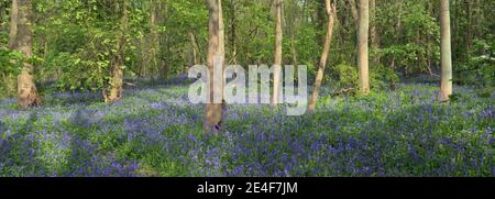 Bluebells a Gransden Woods Cambridgeshire Inghilterra Foto Stock