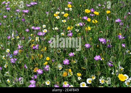 Prato di fiori selvatici con mayweed daisies e cransbad Foto Stock