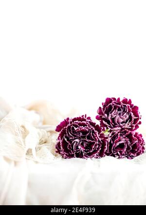 Fuoco selettivo sui fiori ricchi viola scuro dei garofani, sparato per lo spazio di copia per le schede, gli eventi o i messaggi, sfondo semplice crema. Foto Stock