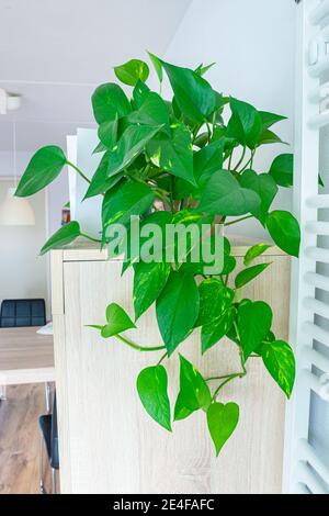 Houseplant appeso chiamato edera del diavolo (Epipremnum aureum) in un soggiorno Foto Stock