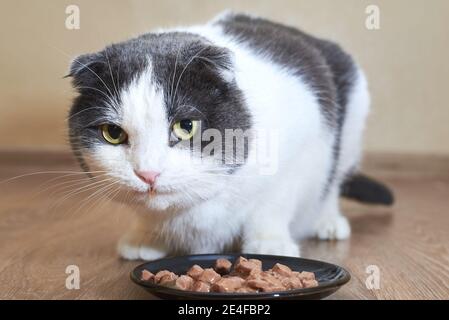 Simpatico gatto divertente mangia cibo umido dal suo piatto, prendersi cura di animali domestici. Foto Stock