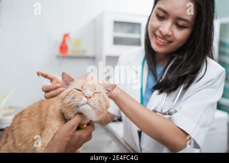 veterinario femminile che usa l'iniezione che dà il vaccino al gatto in clinica Foto Stock