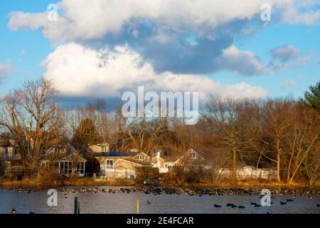 Gran gruppo di oche canadesi che nuotano nel lago Weamaconk in Englishtown, New Jersey, in una giornata molto soleggiata con poche grandi nuvole di cumulo -02 Foto Stock
